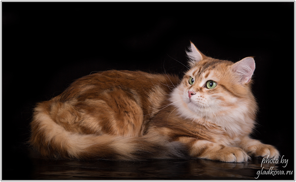 золотой сибирский кот